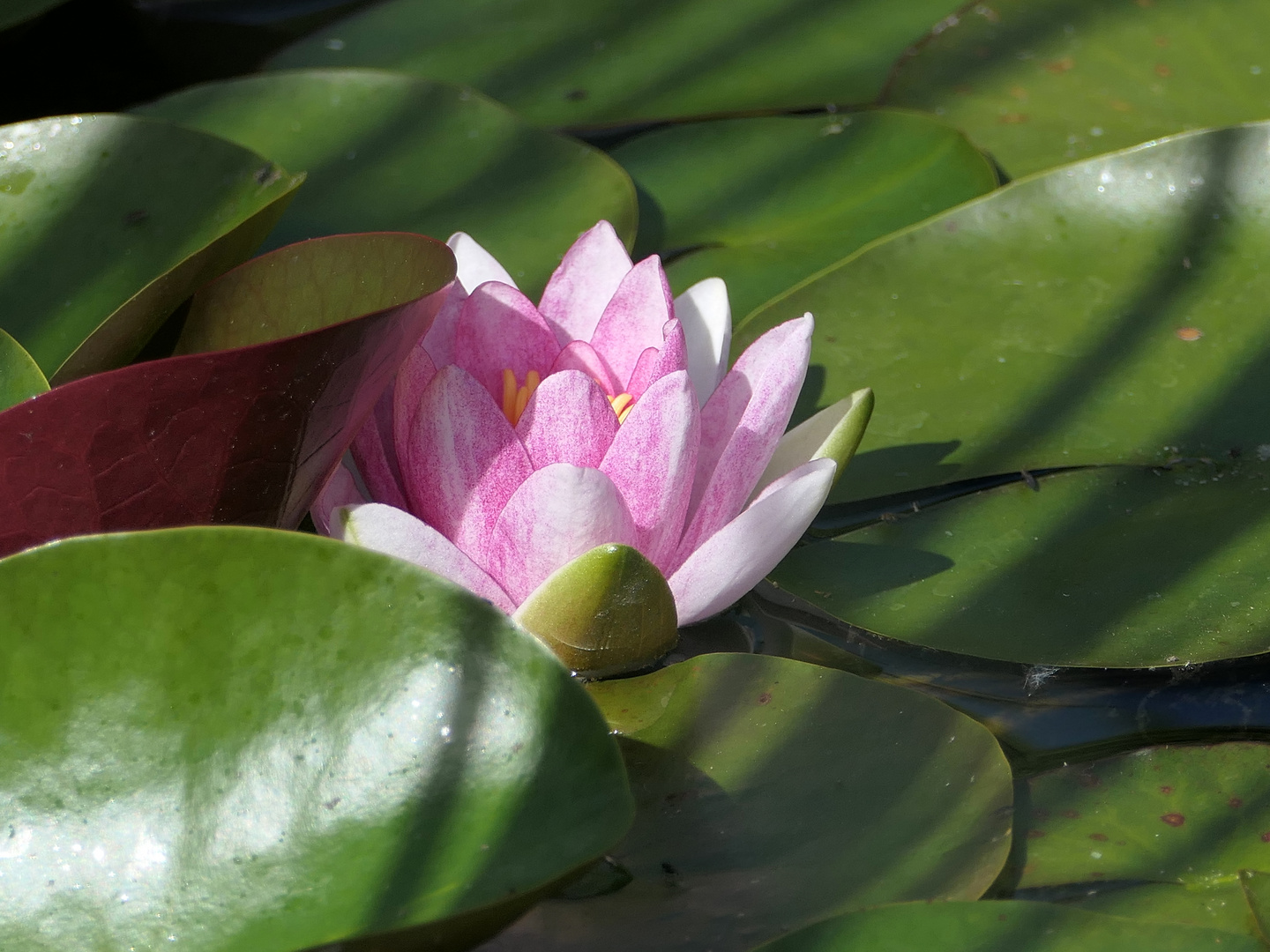 Mitten auf dem Teich