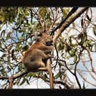 mitten auf der Great Ocean Road