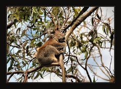 mitten auf der Great Ocean Road