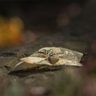 Mitten auf der Mauer...