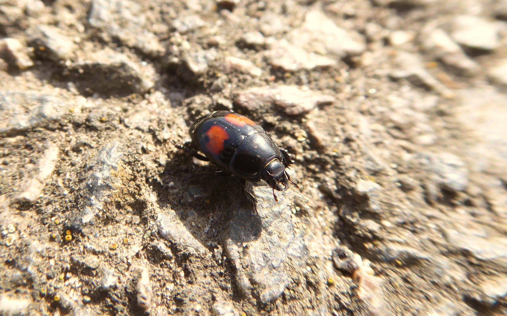 Mitten auf der Straße