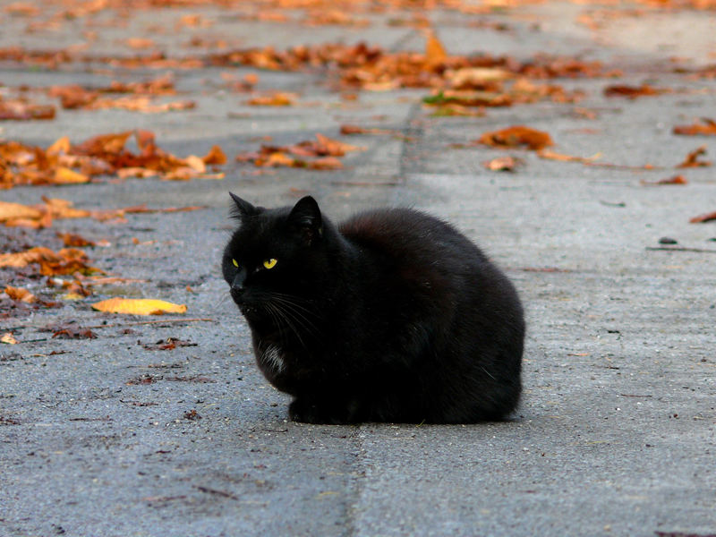 Mitten auf der Strasse