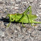 Mitten auf der Straße  .....