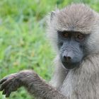 Mitten auf der "Strasse" gab sie mir die Ehre für das Bild.  Arusha Nationalpark