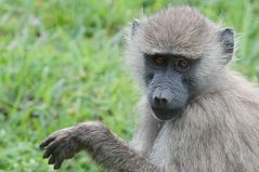 Mitten auf der "Strasse" gab sie mir die Ehre für das Bild.  Arusha Nationalpark