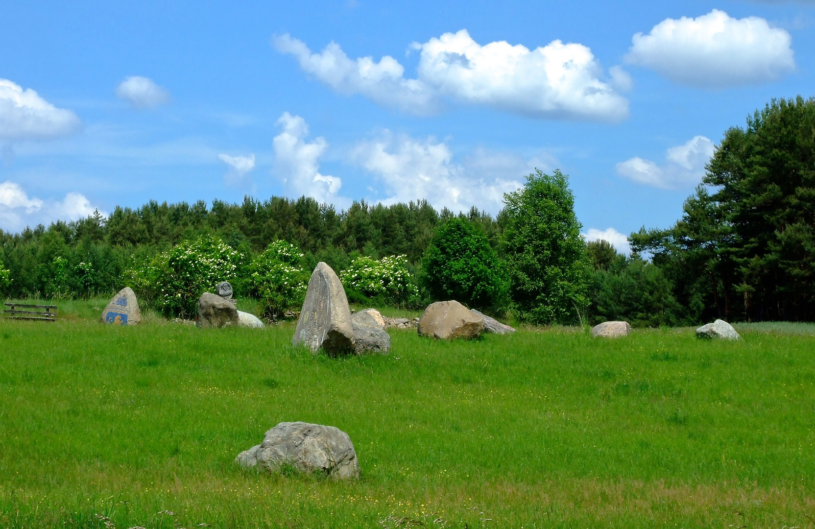 Mitten auf der Wiese