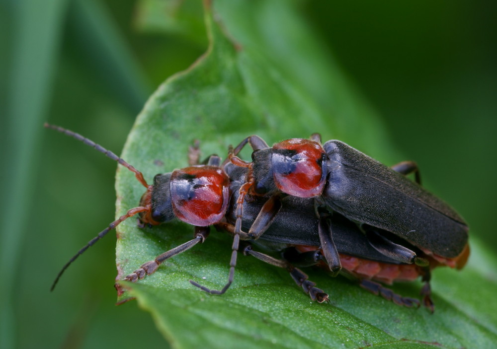 Mitten auf der Wiese