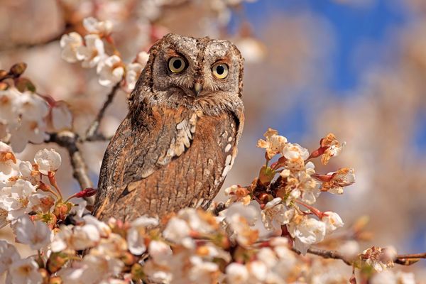 Mitten aus dem Blütenmeer...