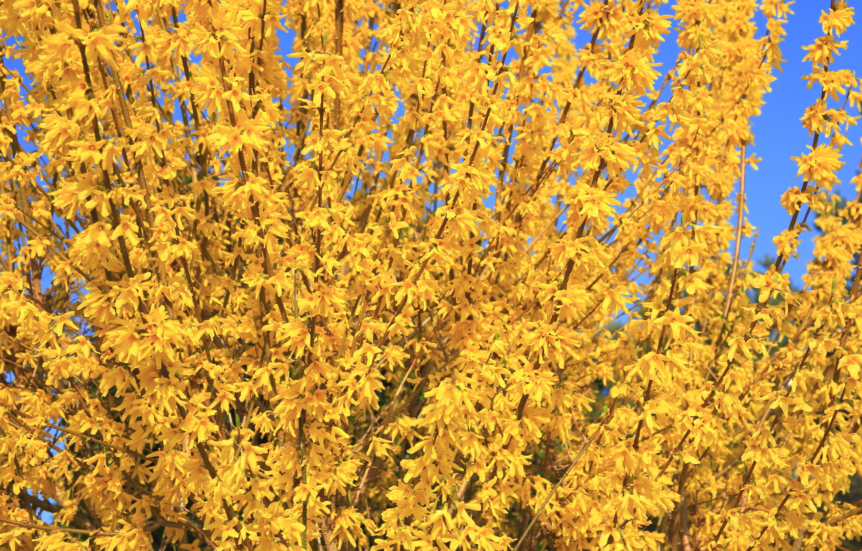 Mitten drin im Frühling