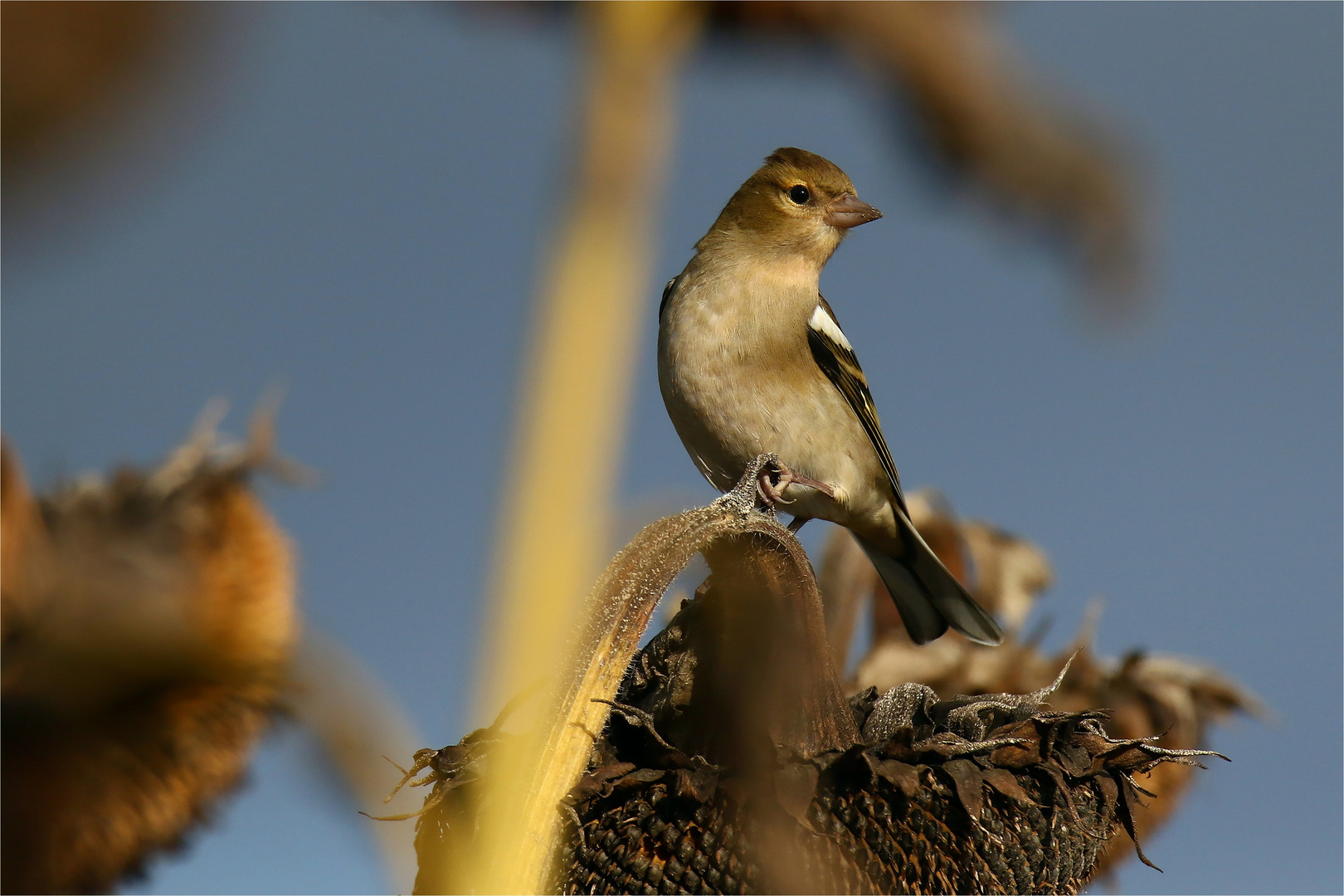 Mitten drin im Sonnenblumenfeld  - Buchfink - 