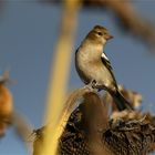 Mitten drin im Sonnenblumenfeld  - Buchfink - 