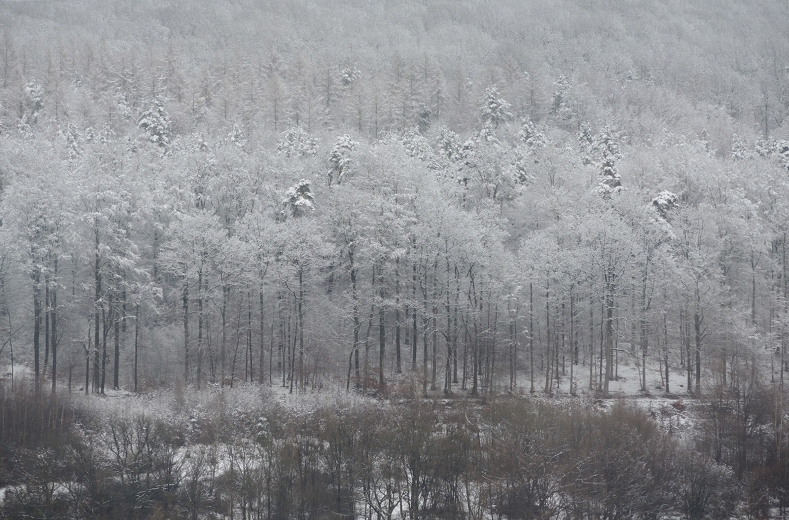 Mitten-durch-den-Winterwald