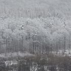 Mitten-durch-den-Winterwald