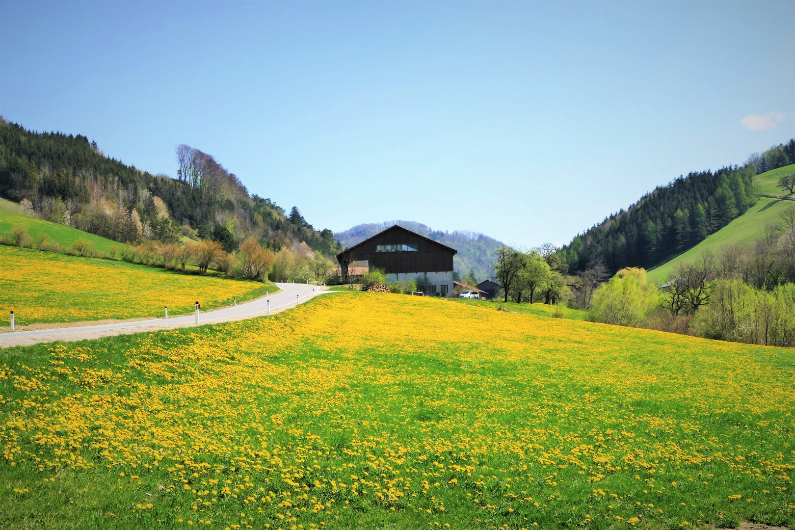 Mitten durch die Löwenzahnwiese