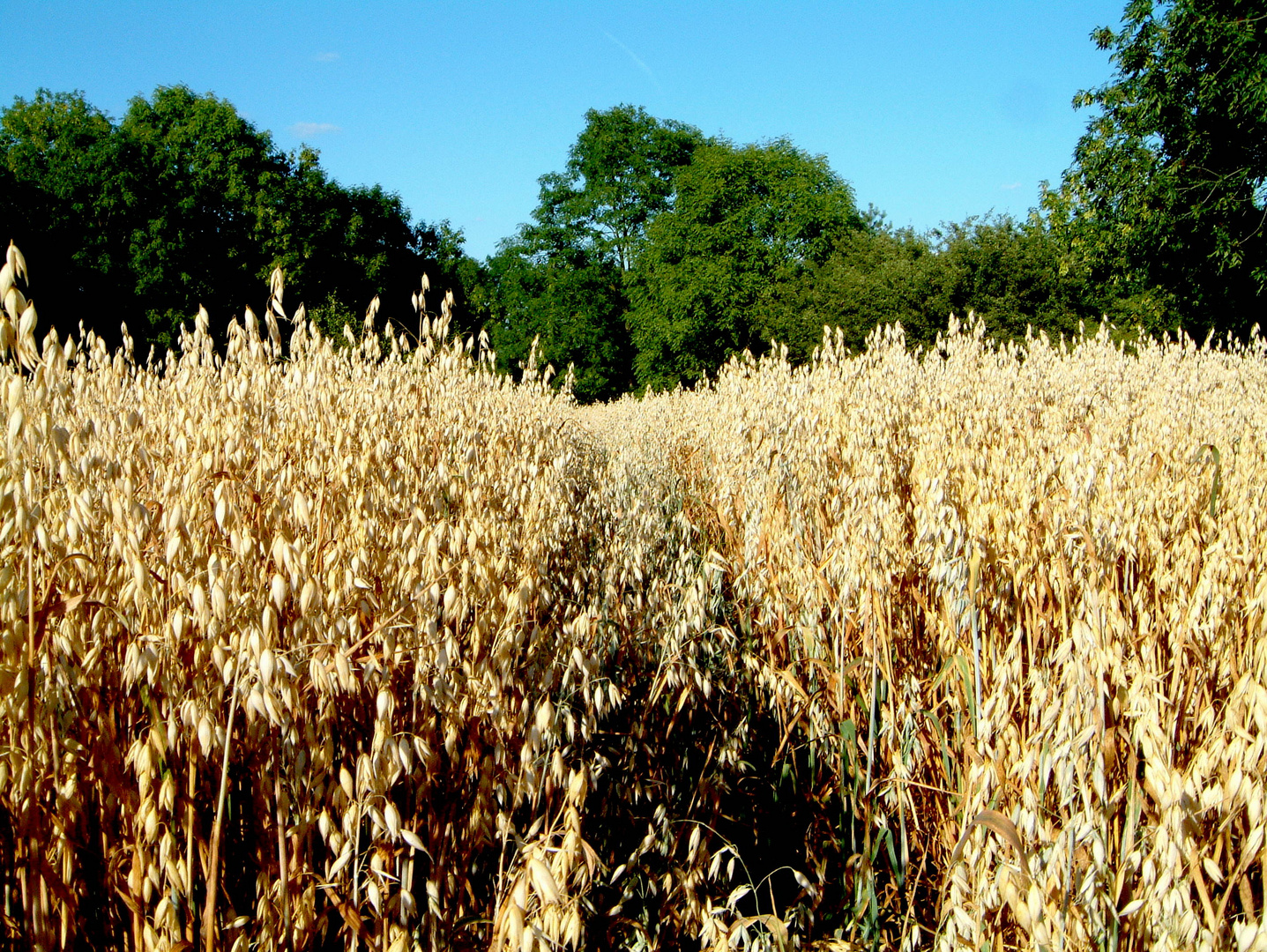 mitten durch goldgelbes vollreifes Getreide