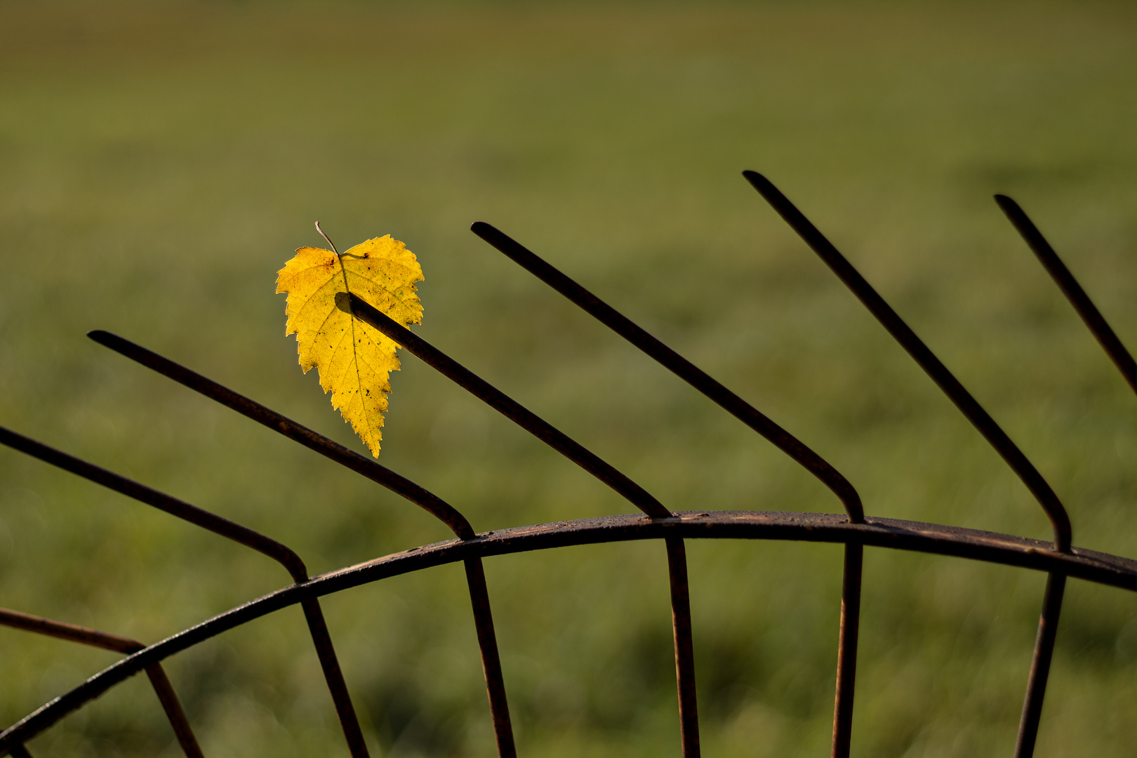 Mitten durchs Herz