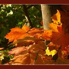 Mitten hinein in den Herbst