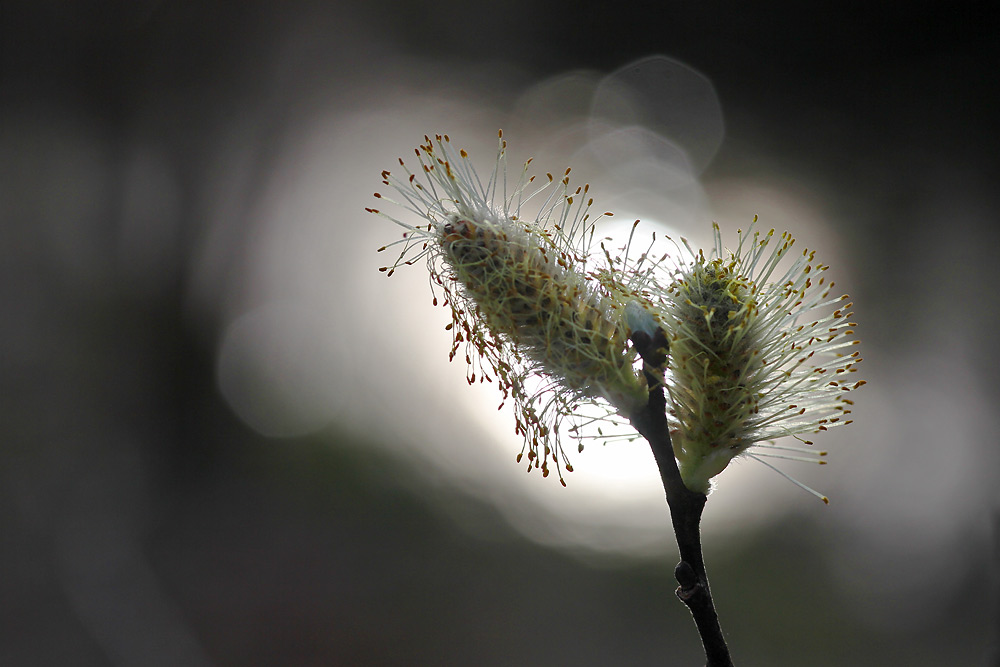 mitten im April