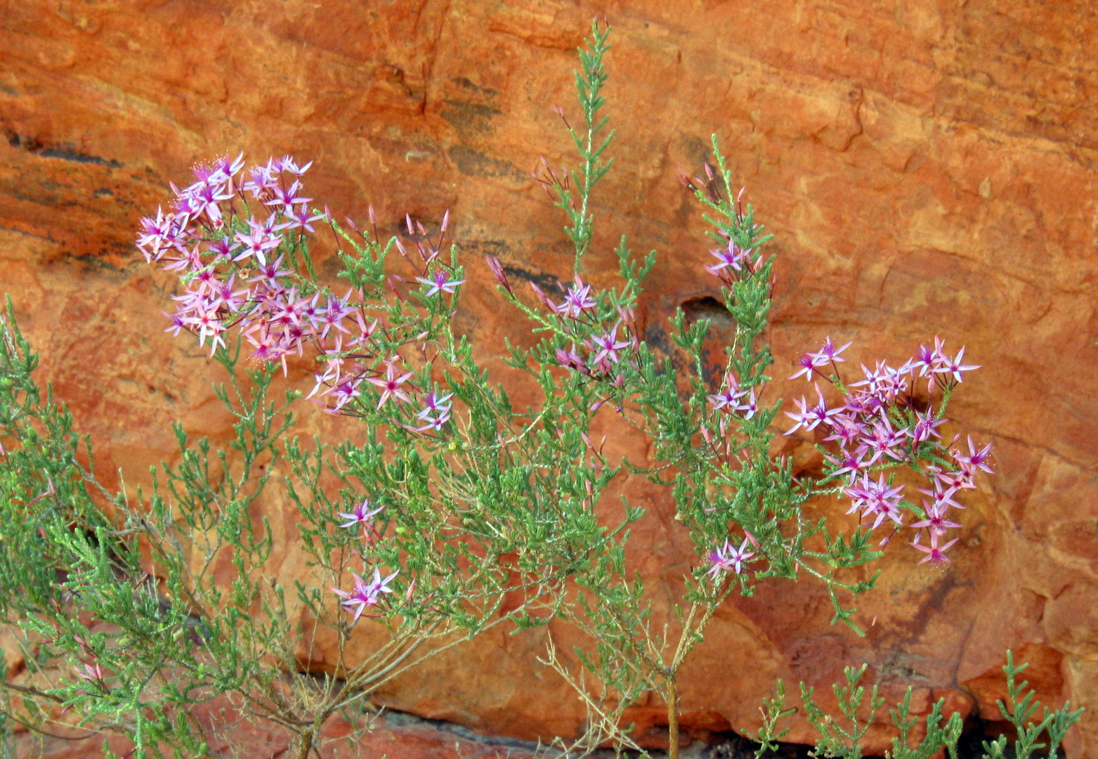 Mitten im australischen Outback