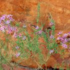 Mitten im australischen Outback