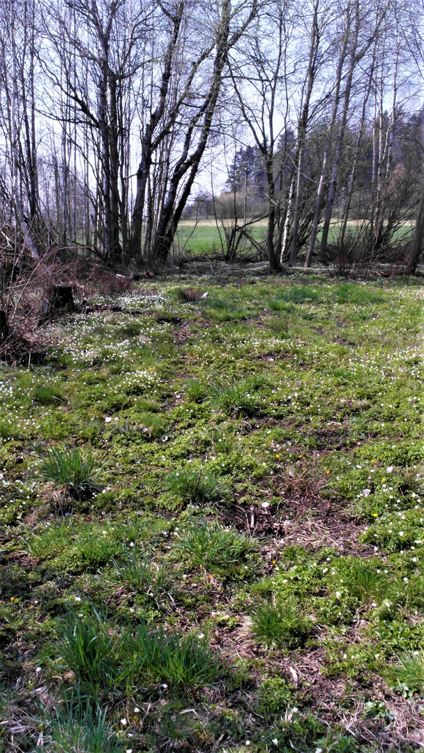 Mitten im Birkenwäldchen