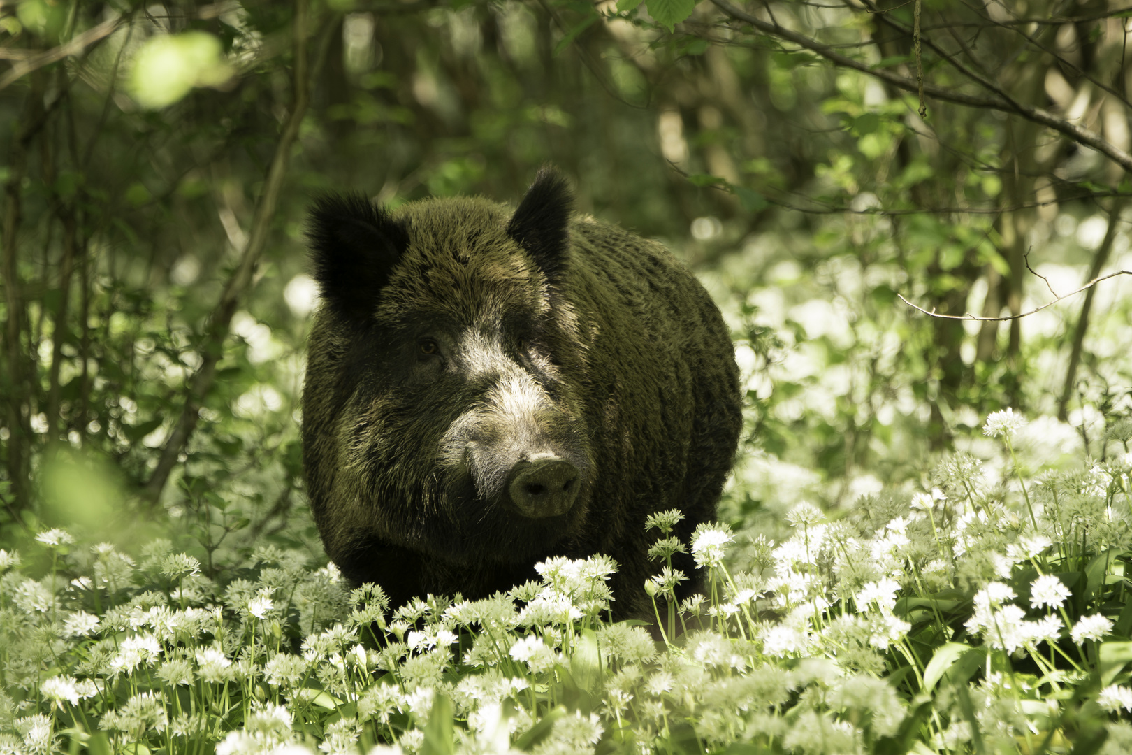 Mitten im Blumen Meer :)