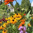 mitten im Blumenbeet