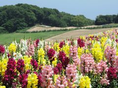 Mitten im Blumenfeld