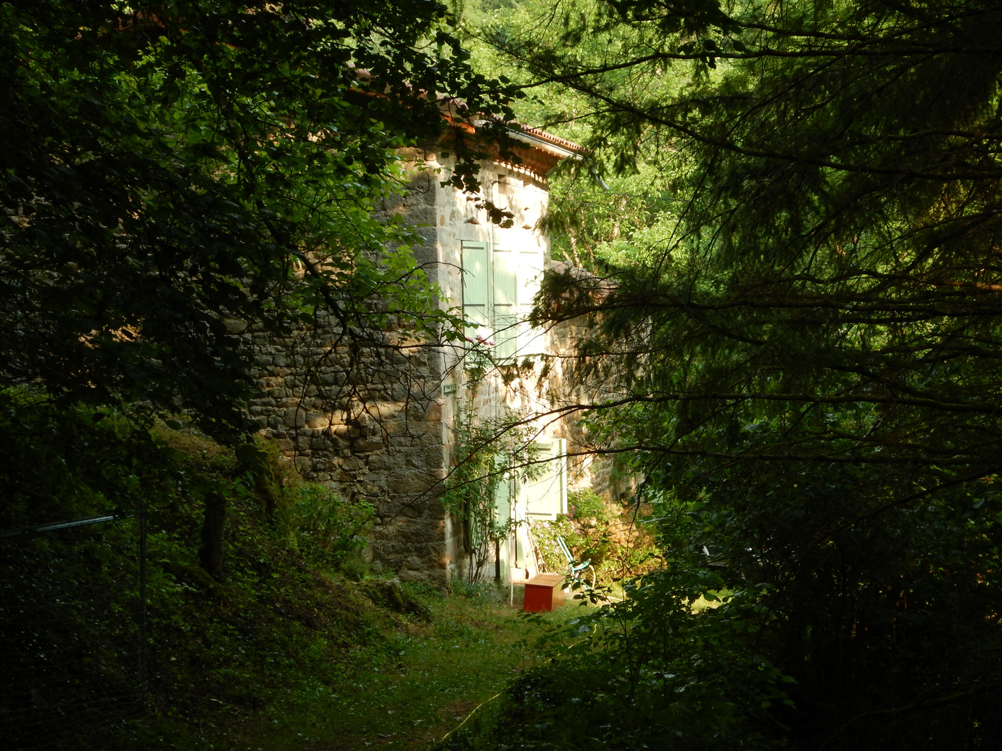 Mitten im dunklen Wald