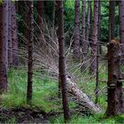 Mitten im Erlenbruchwald ...