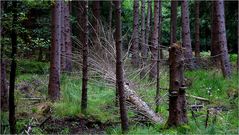 Mitten im Erlenbruchwald ...