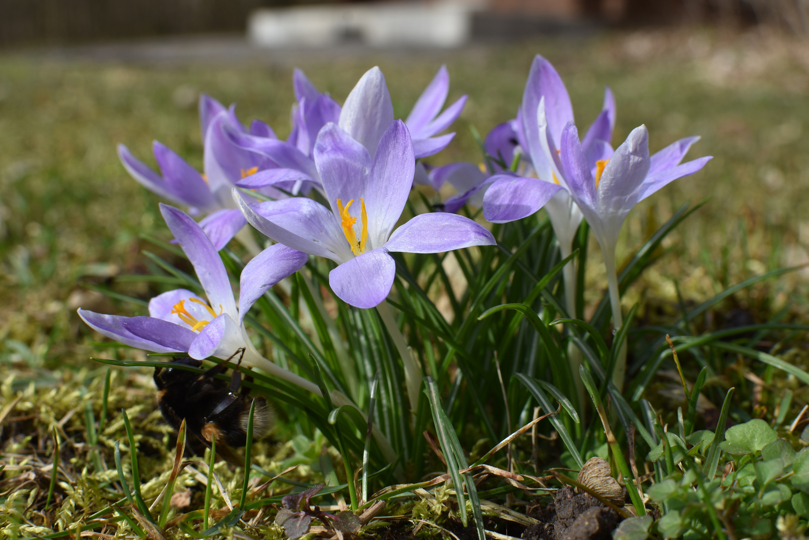 Mitten im Februarfrühling - Mittwochsblümchen 24.2.21