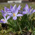 Mitten im Februarfrühling - Mittwochsblümchen 24.2.21