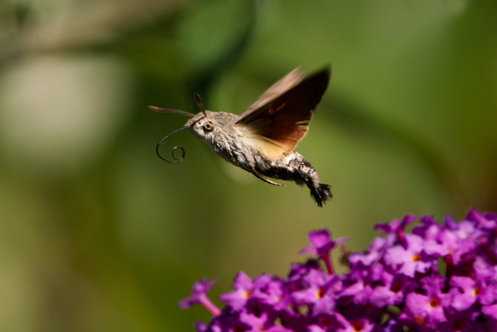 Mitten im Flug