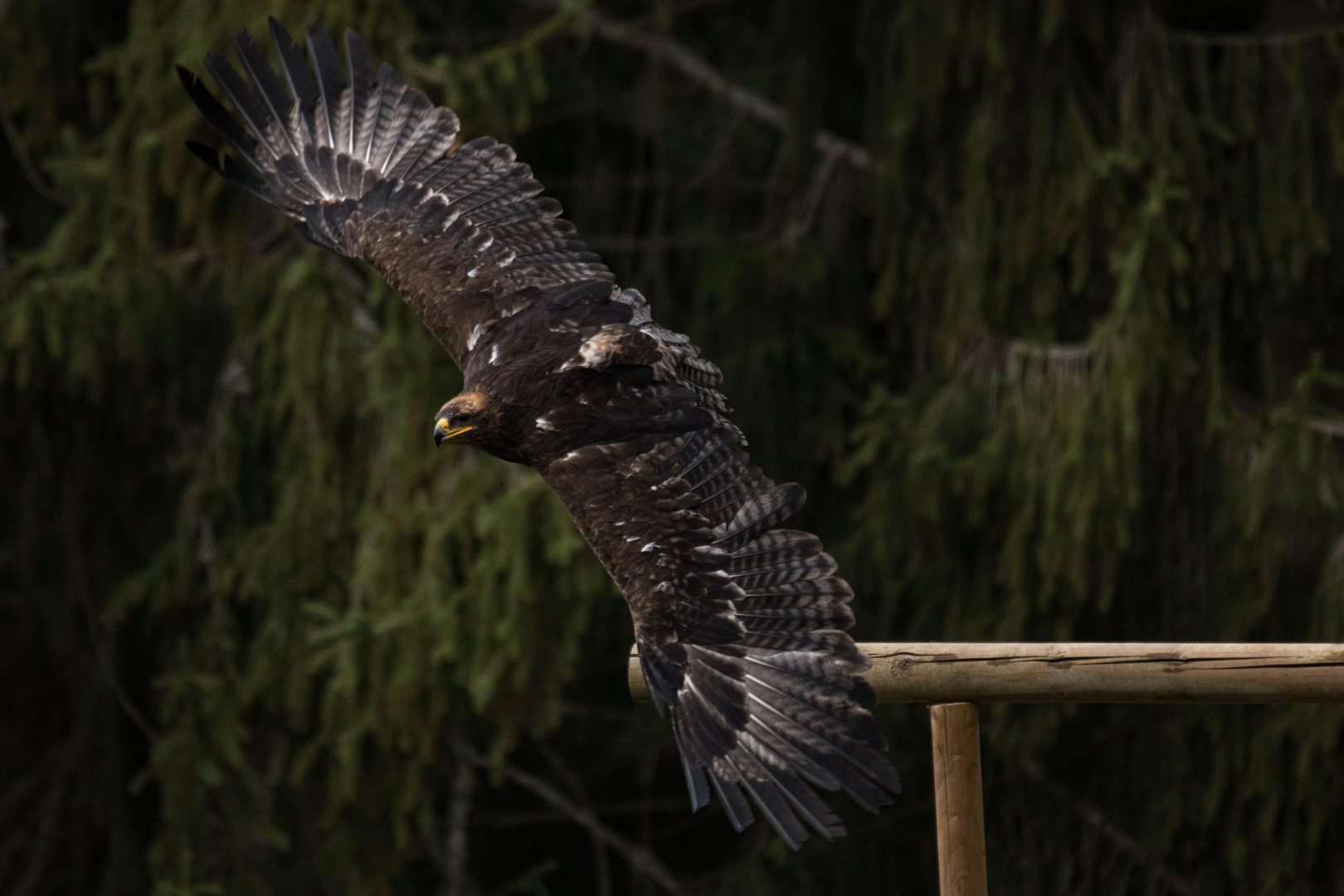 Mitten im Flug