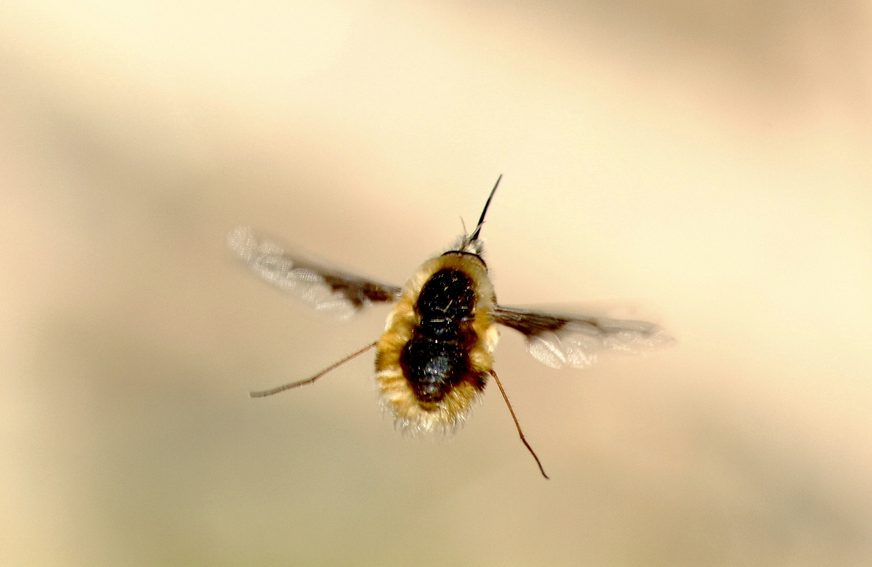 mitten im Flug