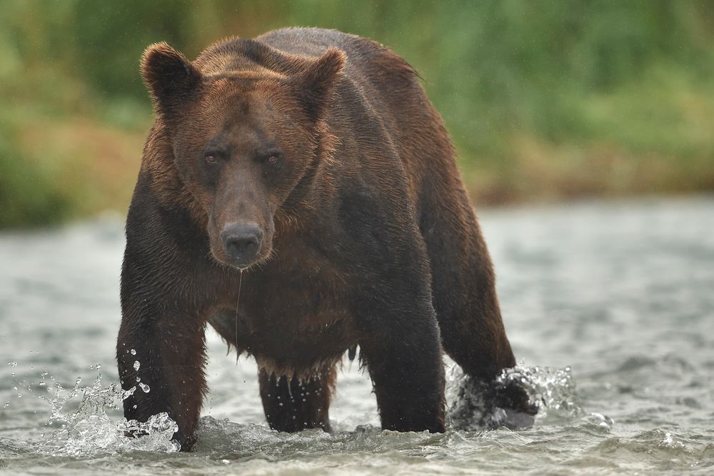 Mitten im Fluss Foto & Bild tiere, wildlife, säugetiere Bilder auf