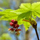 mitten im Frühling ...