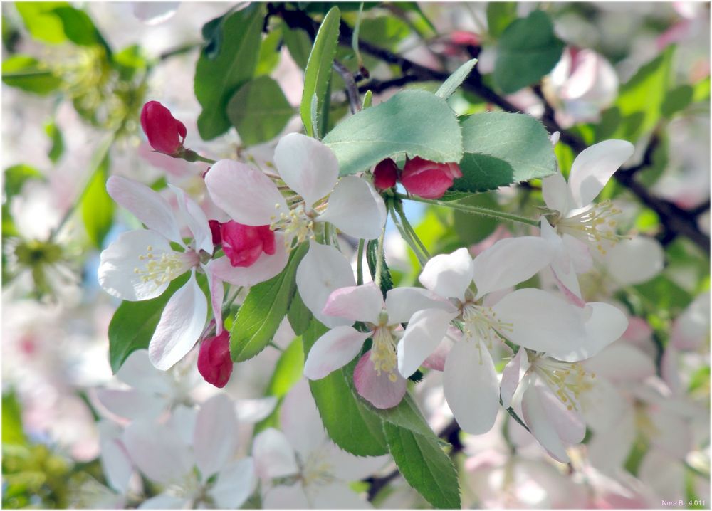 -mitten im Frühling-