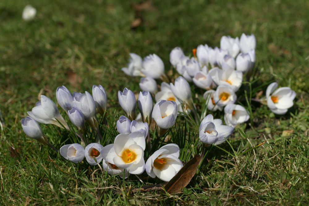 Mitten im Frühling