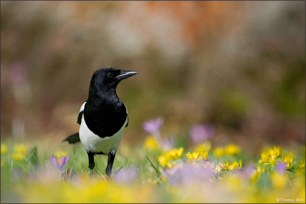 [ mitten im Frühling ]