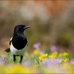 [ mitten im Frühling ]