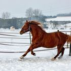 Mitten im Galopp