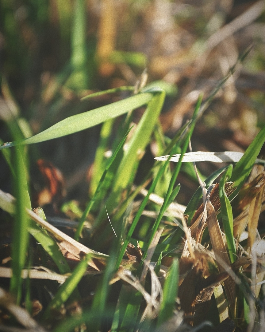 Mitten im Gras