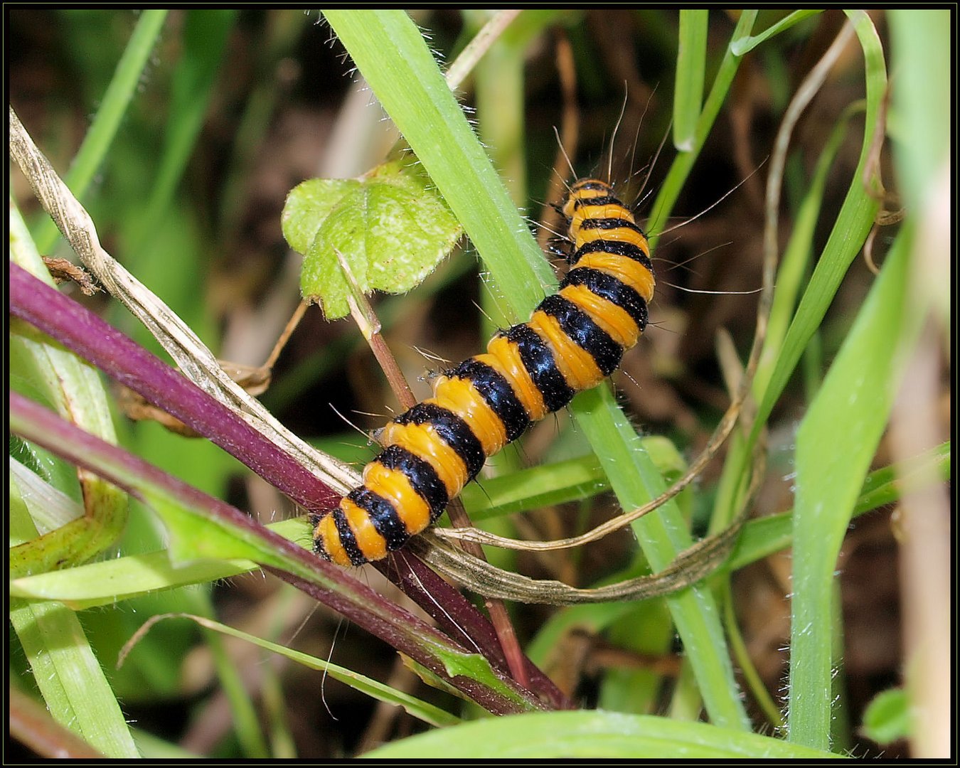 Mitten im Gras