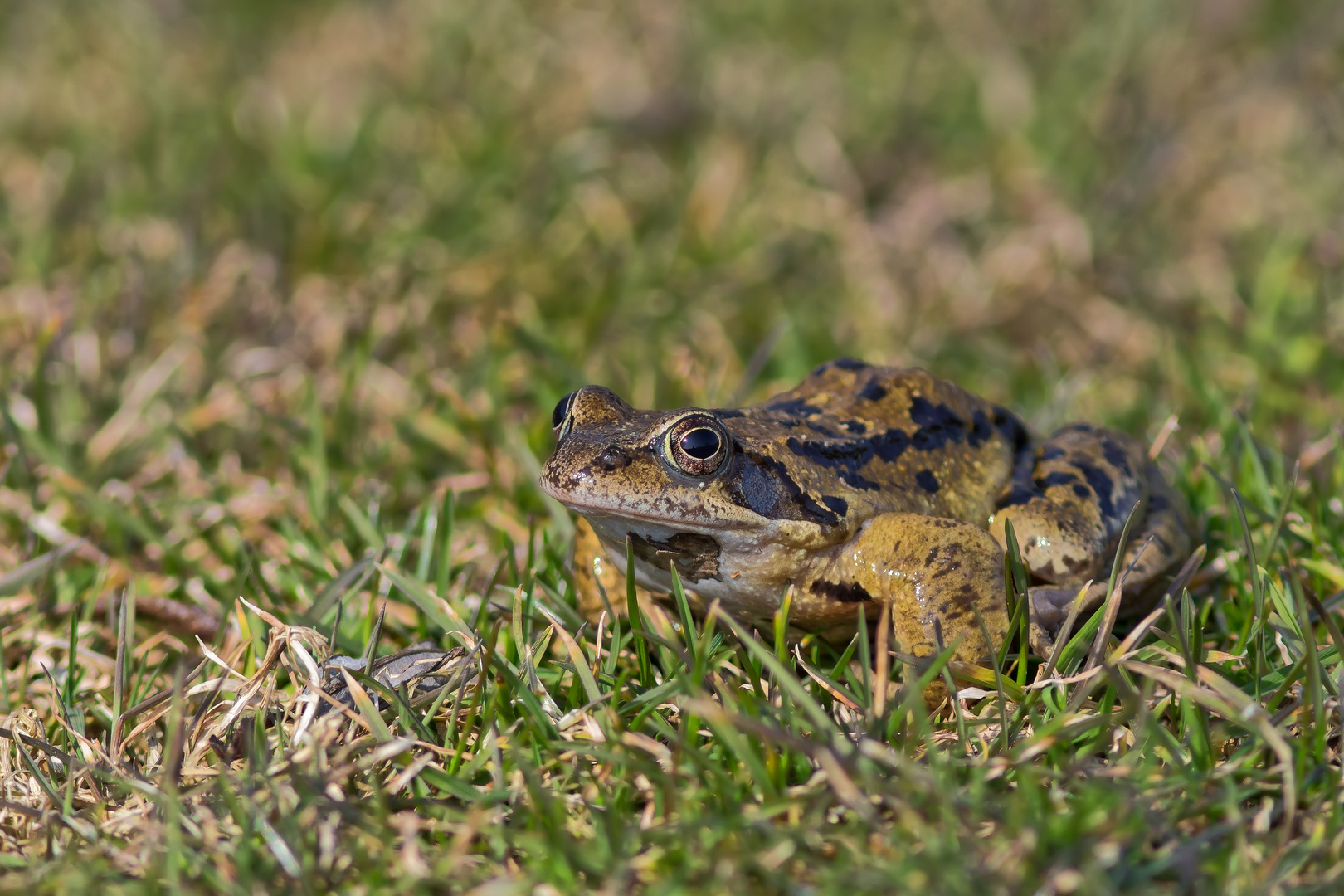 Mitten im Gras