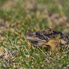 Mitten im Gras