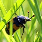 Mitten im Gras ein Totengräber