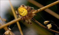 Mitten im Gras entdeckt