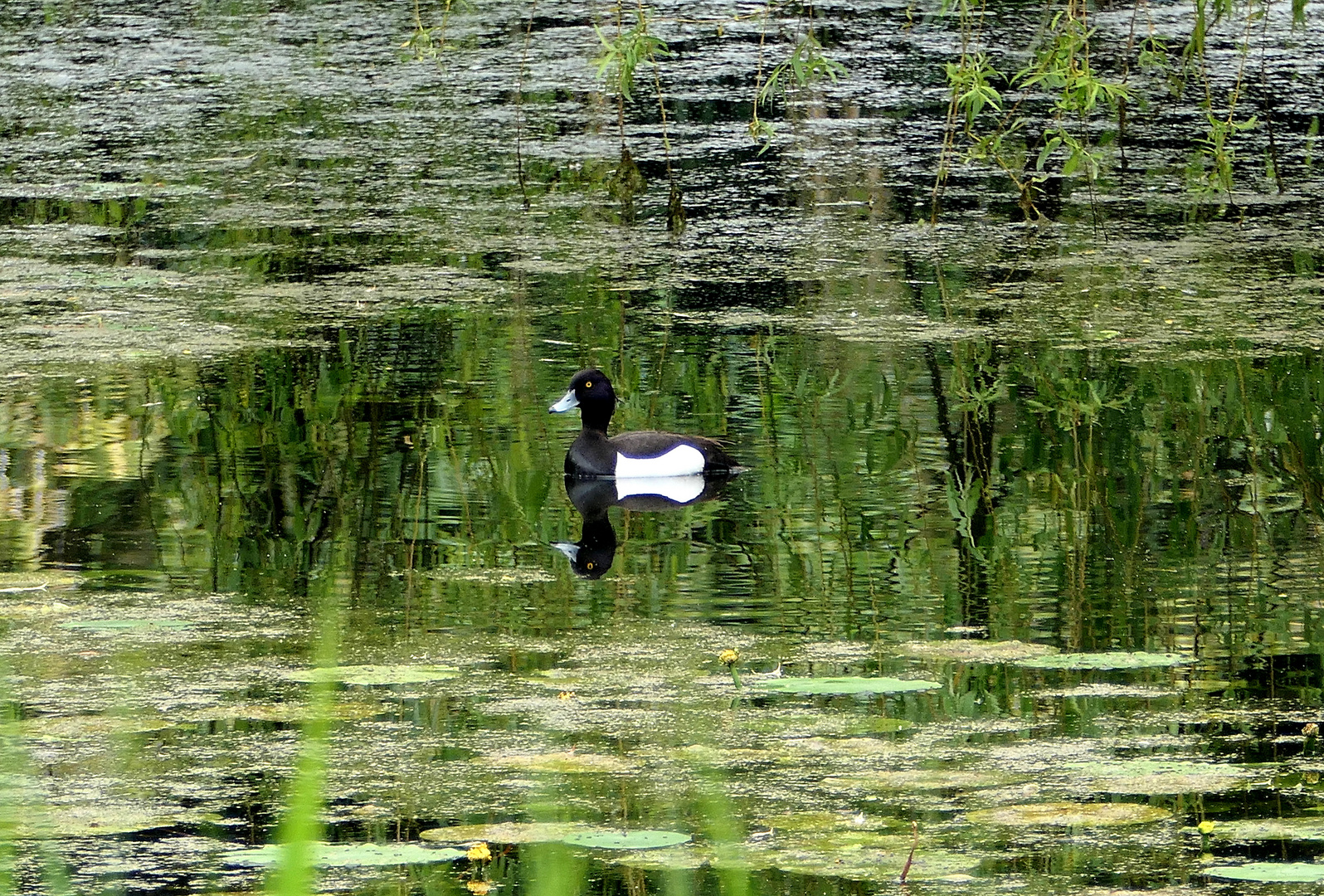 Mitten im Grünen